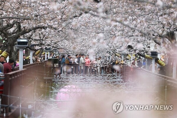 벚꽃반점 이미지
