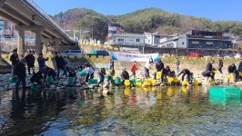 하동군, 화개천에 어린 은어와 연어 방류