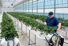 영암군, 스마트온실 딸기 재배 청년농업인 모집