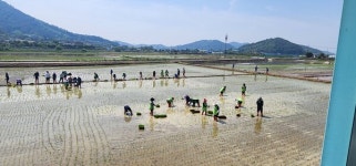 순천시 별량면, 논아트로 볼거리 및 지역 경관 홍보