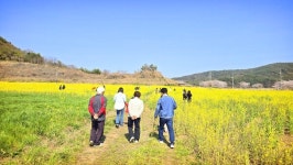 고흥군, 유채꽃밭 조성 포기… 관광객들은 실망