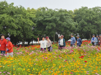 진도 백조호수공원 꽃길 걸어요