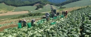 폭염·폭우에 배춧값 한달새 1.5배 ↑…도매가는 하락세, 가격 전환점 올까