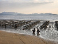 갯벌 위 새로운 성장 산업으로 자리 잡은 신안 1004굴 ①