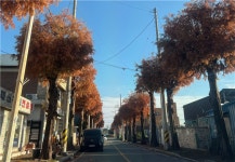 광양시, 신재로 가로수 전정으로 시민 안전 확보·생활불편 해소