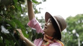 힐링다큐 나무야 나무야 김미숙, 천년시목(始木)의 후예  구례 산수유나무숲에서 힐링 기운 선물