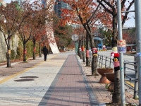 용인시 구갈동, 청사 주변 가로수 30그루에 뜨게옷 입혀