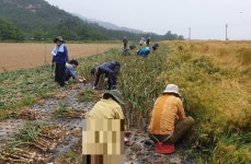 영암군, 농촌 일손 돕기 적극 추진