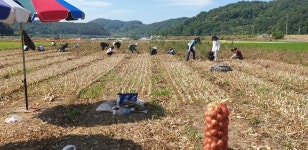 합천군 쌍백면·관광진흥과 쌍백면 농가 일손돕기 지원나서
