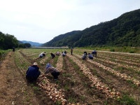 용주면, 경제교통과와 함께 양파수확 일손돕기 실시