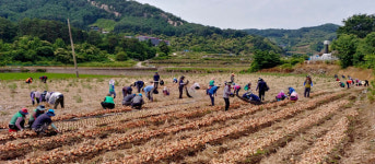 합천군 대병면, 양파 수확현장에 일손돕기 지원