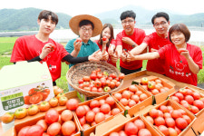 [로컬거버넌스] 경기 광주시, 퇴촌 토마토 축제 취소··· 토마토 세일즈 총력전