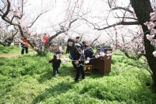 해남군, ‘땅끝매화축제’ 13~14일 온라인으로 개최