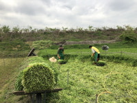 시흥시, 시흥 미나리 찾는 소비자 증가