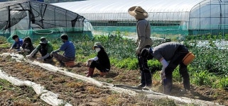 합천군 쌍책면 코로나19 극복을 위한 농번기 농촌일손돕기 실시