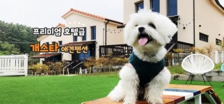 태안 안면도 애견펜션 ‘개스타’, 반려동물과 함께 즐기는 호캉스 공간 제공