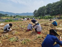합천군 적중면, 군청 주민복지과 직원들 마늘수확 일손돕기 구슬땀