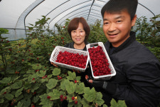 산청딸기·산딸기 유통·저장성 높여 제품가치 UP