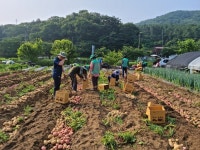 광주시 남한산성면 새마을가족, 새마을 농장서 감자 수확