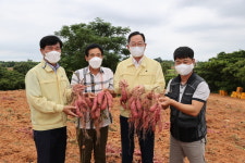 해남 고구마, 지역특화 클러스터로 육성