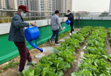 고양시, 옥상 텃밭 조성하고 자활 참여자 마음 치유한다