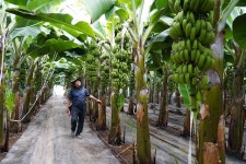 해남군 기후변화대응 아열대농업 활성화 ‘속도’