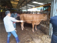 강진군, 한우ㆍ젖소 치료비 보험료 지원