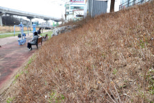 용인시 기흥구 신갈동 봄 맞아 신갈천 하천변 300m구간 새 단장