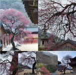 구례교육청 전문적학습공동체, 구례 7국보와 20보물 학교문화유산교육