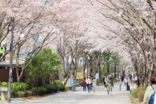 [로컬거버넌스] 서울 마포구, 벚꽃 명소 ‘걷고 싶은 길’ 10選 소개