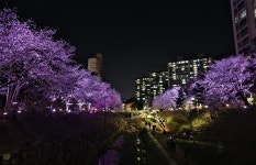 용인시아름다운 조명을 더한 정평천 벚꽃 즐기러 오세요