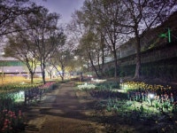 성동구, 중랑천변 튤립 만개해