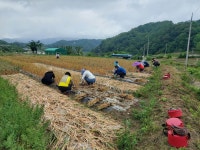 합천군 야로면, 독거 농가 일손돕기“구슬땀”