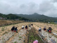합천군 합천읍, 양파 수확 농촌 일손 돕기 나서