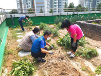 고양시, 행복자활텃밭 감자 수확