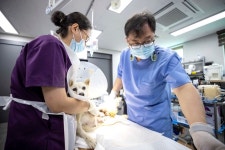 [로컬거버넌스] 경기 용인시 직영 동물보호센터 운영