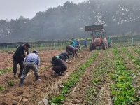여주시 강천면 새마을지도자회·부녀회, 고구마캐기 행사