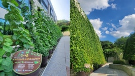 성남도시개발공사 수정도서관, 그린커튼(Green Curtain)을 활용 체험프로그램 운영
