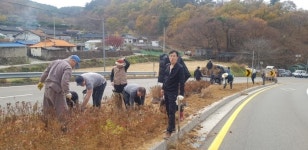 합천군 가회면 황매산 아래 복치동마을 주민, 철쭉나무 식재