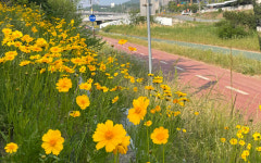 용인특례시, 금계국 환한‘금빛 신갈천’파종