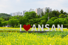 안산시, 단원구청 앞 유채꽃 만개