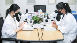 합천군농업기술센터, 딸기 꽃눈분화 검경 서비스 제공