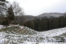 보성군, 보성 대한다원의 아름다운 설경