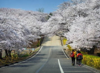 SK인천석유화학 벚꽃동산 5년만에 개방