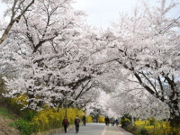 강화군, 1일~10일 북문 벚꽃길 야간 개장