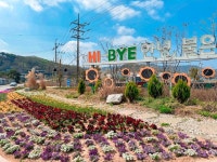 인천시 강화군 불은면, 화단 10곳에 봄맞이 꽃 식재