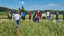 고흥군 농가 40여명, 강진 신전 마늘 선진지 견학