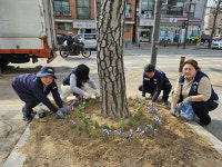 안산시 본오1동 행복마을관리소, 봄바람에 산들산들 봄꽃 식재