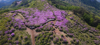 [로컬거버넌스] 경남 합천군, 1~11일 ‘황매산 철쭉제’