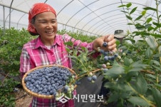 땅끝해남이 키운‘수퍼푸드 블루베리’로 젊어지세요